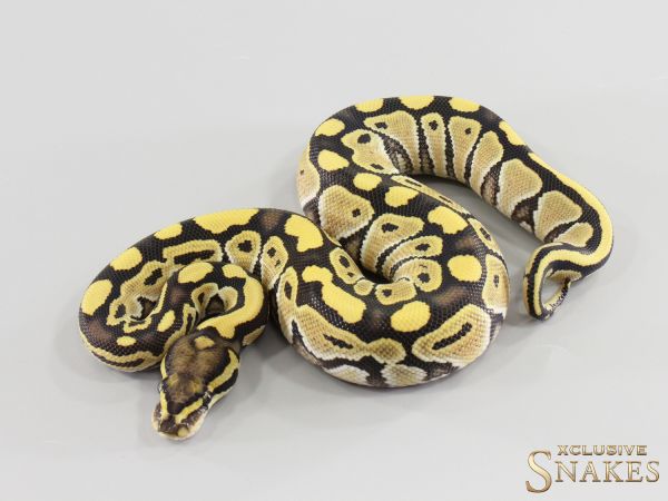 0.1 Mocha Desert Ghost het Hypo 2026