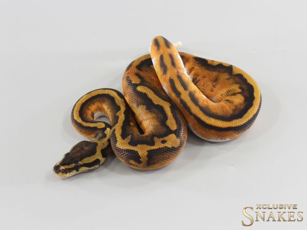 1.0 Piebald double het Lavender Clown 2026