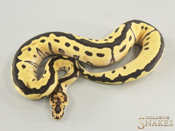 1.0 Paradox Desert Ghost Clown 66% het TSK Axanthic 2025