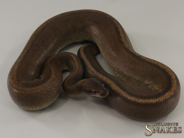 0.1 Super Copper Yellow Belly het Piebald 2021