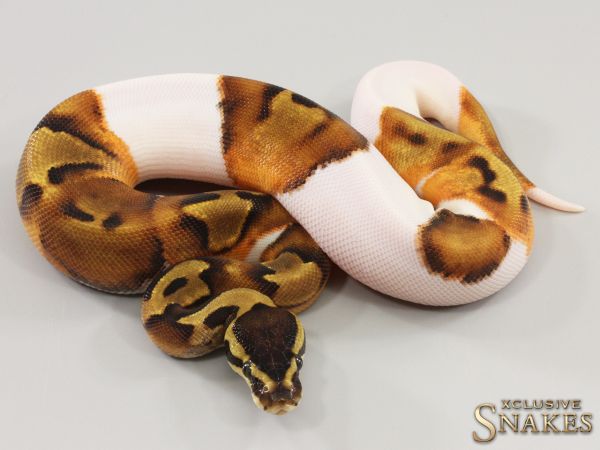 0.1 Enchi Piebald 2023