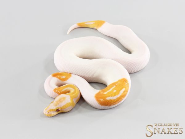1.0 Dreamsicle het Clown 2026