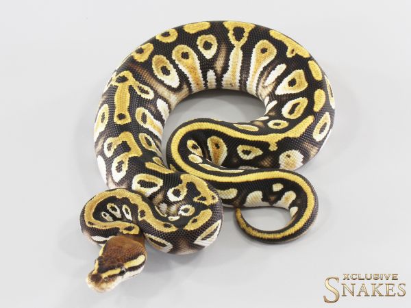 0.1 Cypress Orange Dream double het Clown Piebald 2026