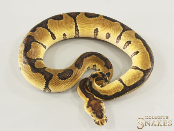 1.0 Enchi Clown 2026