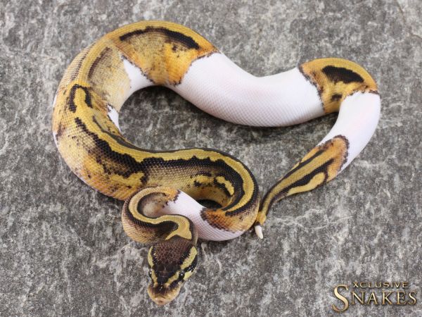 0.1 Pastel Piebald 2021