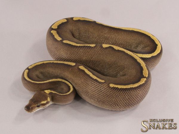 0.1 GHI Mojave Red Stripe het Ultramel 2021 (1490g @10/2023)