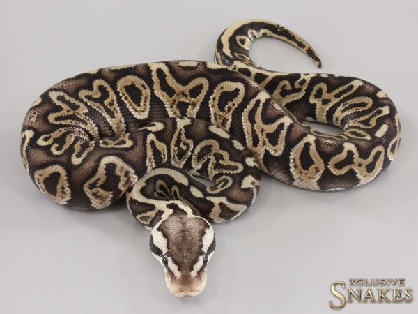 0.1 Het Red Axanthic GHI Pastel double het Hypo Clown 50% het Desert Ghost 2023