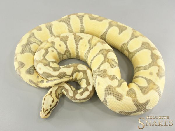 0.1 Pastel Enchi Fire Desert Ghost double het Hypo Clown 2021