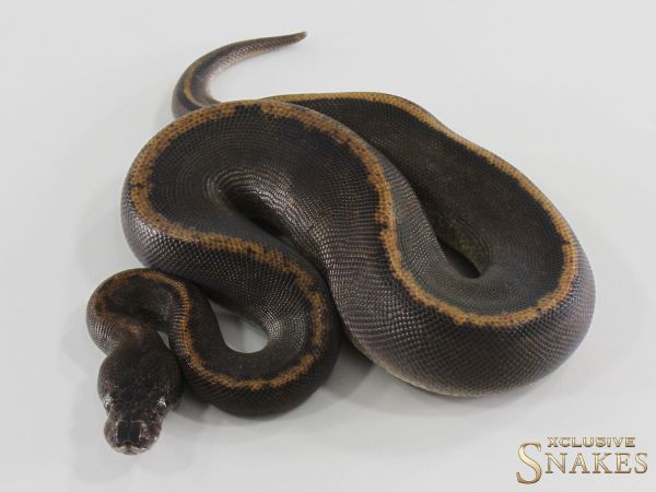 0.1 Super Copper het Piebald 2026
