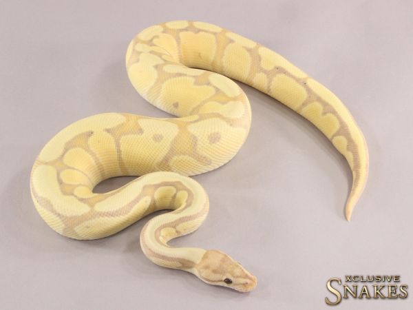 1.0 Banana Red Stripe Desert Ghost (Female Maker) 2021 (700g @12.2022)