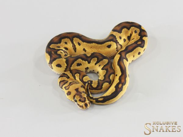 1.0 Vanilla Clown double het Hypo Piebald 2026