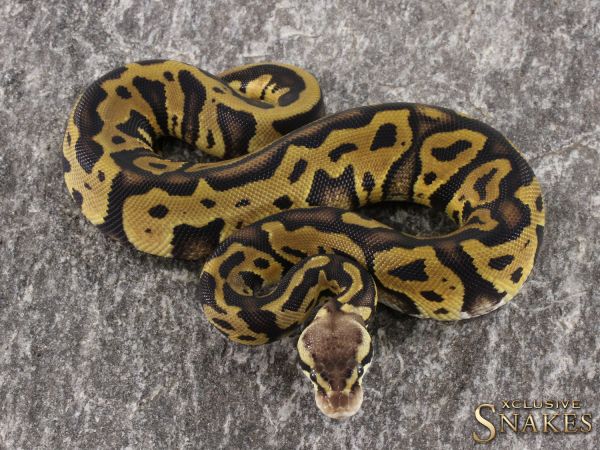 0.1 Pastel Leopard double het Ultramel Clown 2021