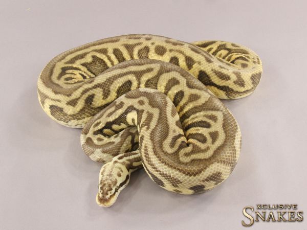 0.1 Pastel Leopard Spotnose pos Yellow Belly het Clown 2017