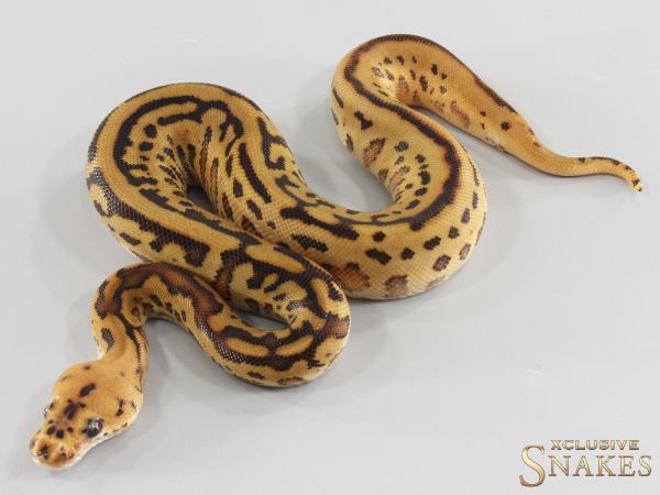 0.1 Special Spotnose Leopard Clown 2026