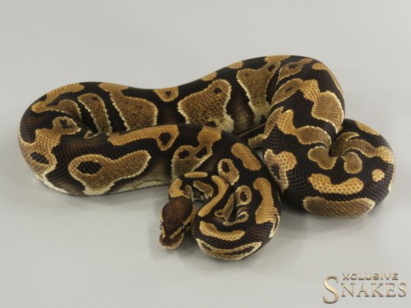 0.1 Triple het Lavender Clown Piebald 2022 (990g @03/2024)