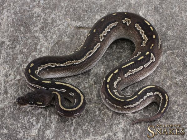 0.1 Black Head Mojave het Desert Ghost 2021