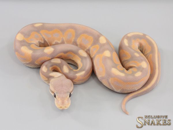 0.1 Black Pastel Banana Desert Ghost 2023