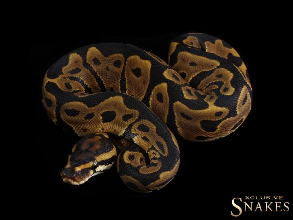 0.1 Leopard het Clown 2020