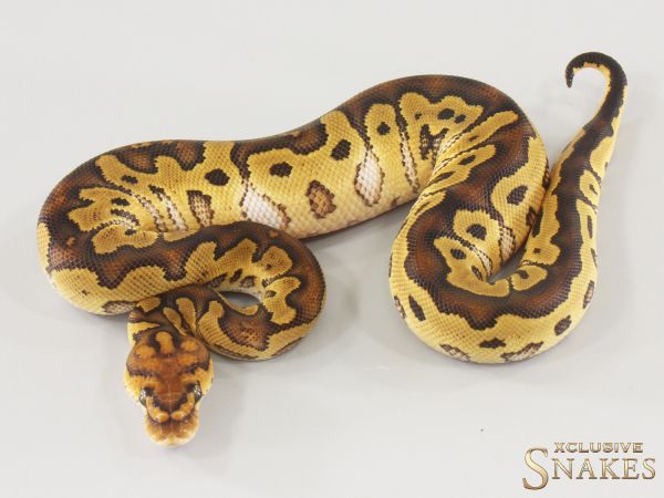 1.0 Yellow Belly Clown 2025