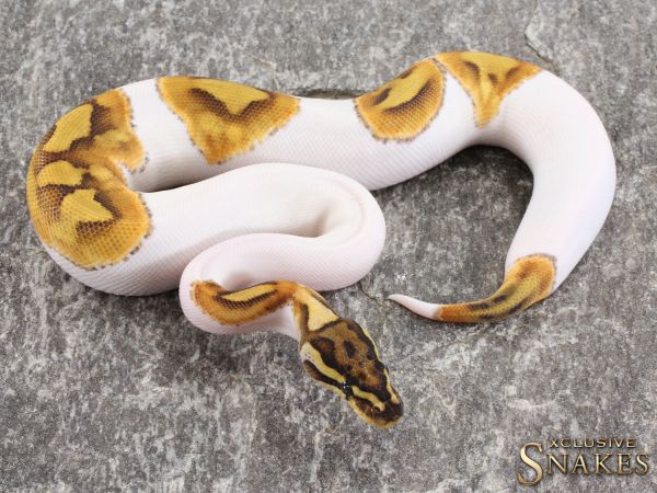 1.0 Enchi Special Piebald 2021