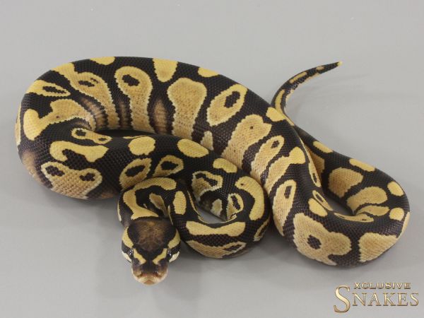 1.0 Pos Orange Dream Desert Ghost het Piebald 2024
