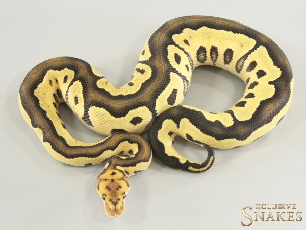 1.0 Desert Ghost Clown 2026