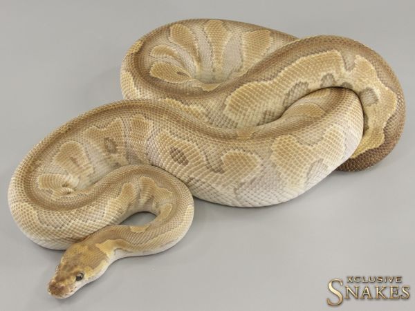 0.1 Mojave pos Vanilla Clown 2019