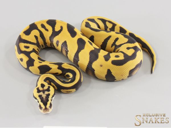 1.0 Pastel Enchi Leopard Desert Ghost het Clown 2026
