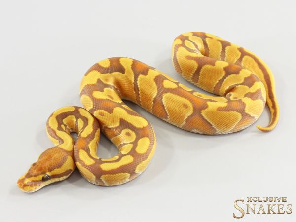0.1 Enchi Gravel Ultramel het Clown 2026
