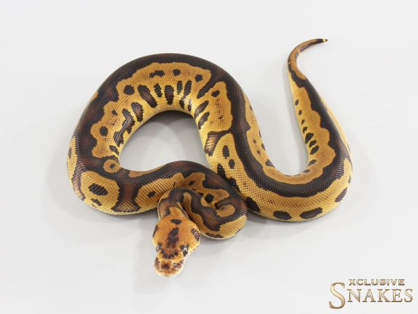 0.1 Leopard Clown het Ultramel (A) 2026