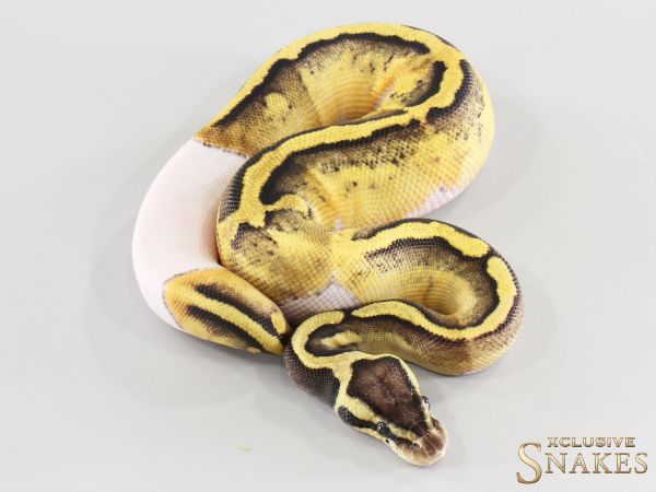 0.1 Pastel GHI Desert Ghost Piebald 2026