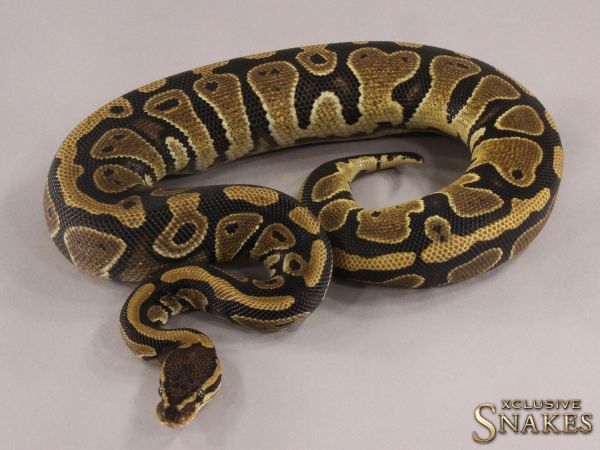 0.1 Het Piebald 2021 - slight Wobble - Special Price % (740g @4/2023)