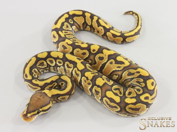 0.1 Gravel Hypo het Clown 2026