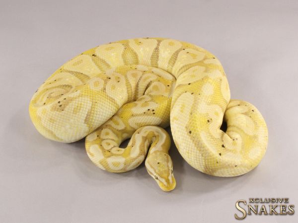 0.1 Banana Pastel het Piebald 2015