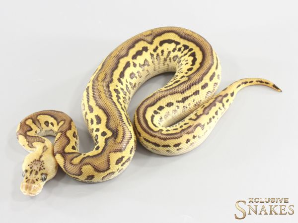 0.1 Mojave Leopard Pastel Clown het Piebald 2026