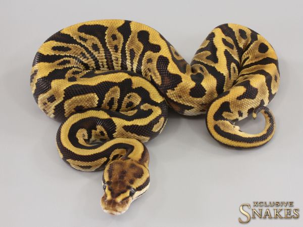 0.1 Cypress Fire Leopard het Clown 2023