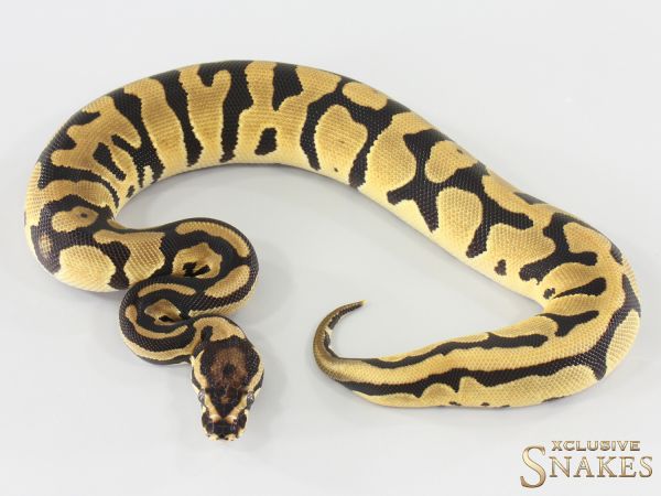 0.1 Confusion Orange Dream double het Hypo Piebald 2025