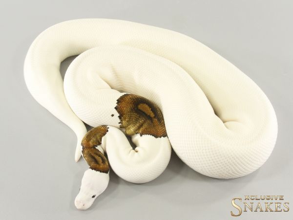 0.1 Special pos GHI Piebald het Clown 2021