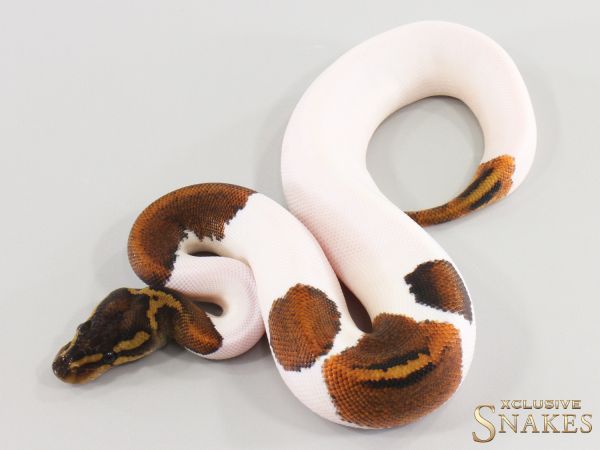 0.1 Copper Piebald 2026