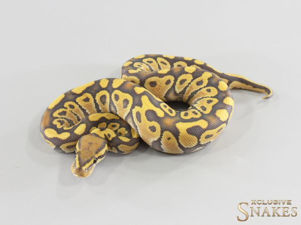 1.0 Hypo Desert Ghost het Clown 2026