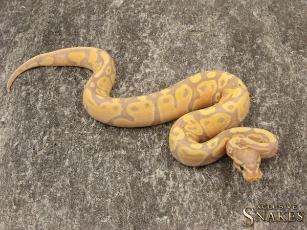 0.1 Banana het Piebald 2019