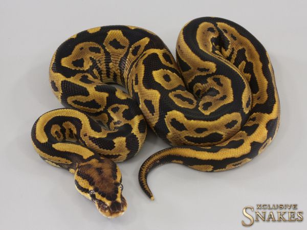 0.1 Leopard Vanilla double het Hypo Clown 2023