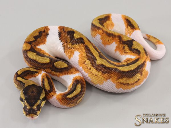 1.0 Enchi Yellow Belly pos Vanilla Piebald 2023