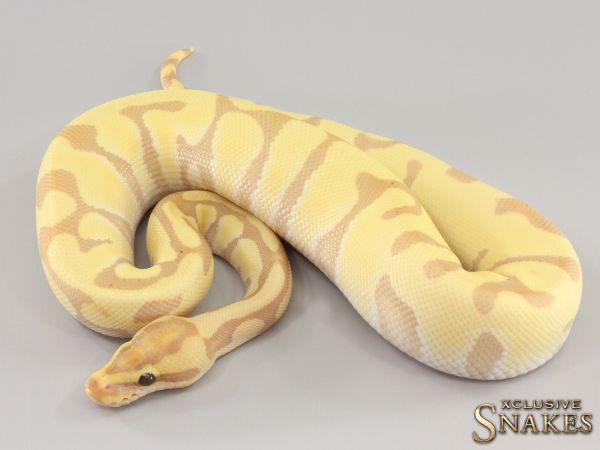 0.1 Super Enchi Banana (pos Super) Het Red Axanthic Desert Ghost 2023