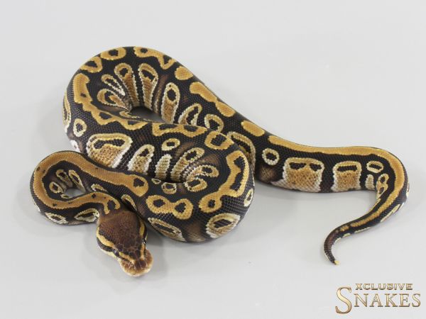 0.1 Cypress double het Desert Ghost Clown 2026