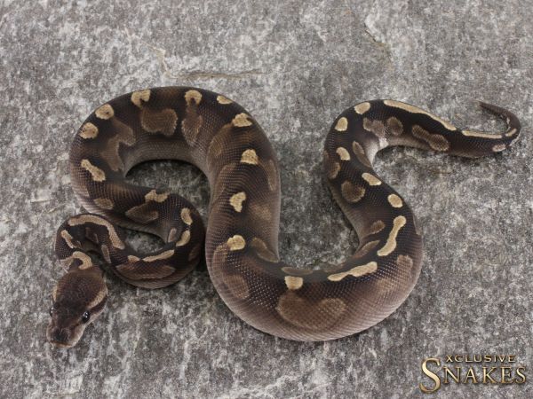 0.1 GHI Cinnamon het Desert Ghost 2021