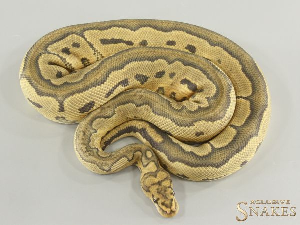 1.0 Het Red Axanthic Hypo Clown 2021