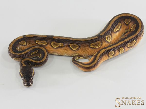 1.0 Black Head Enchi Yellow Belly double het Lavender Piebald 2026