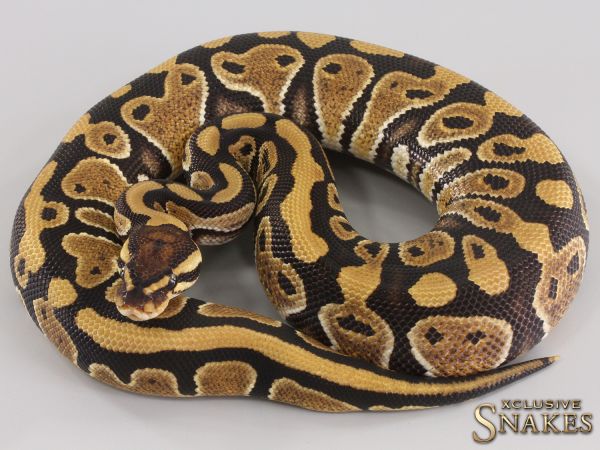 1.0 Triple het Ultramel Clown Piebald 2023