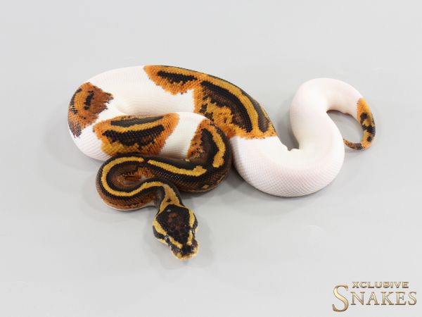 1.0 Gravel Piebald double het Lavender Clown 2026